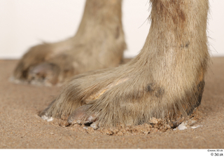 Striped Hyena Hyaena hyaena foot 0013.jpg